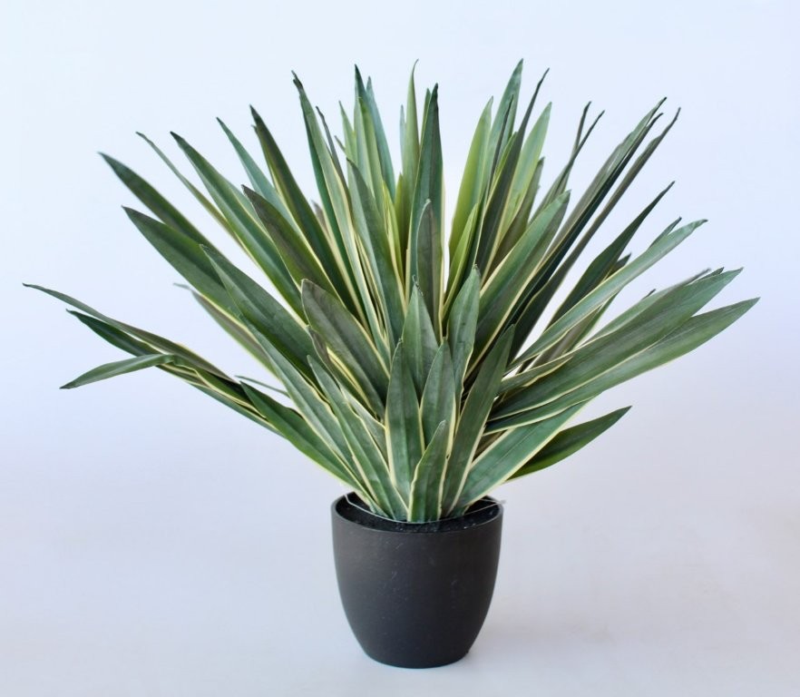 Variegated Agave In Pot